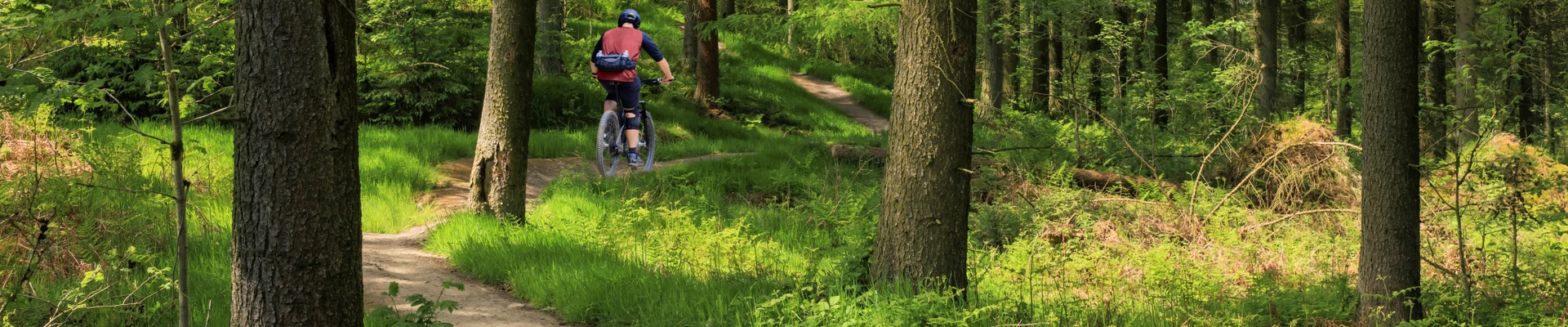 Picture is of a track through a forest with a mountain biker